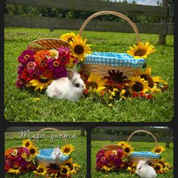 Bunnies Ready for New Homes in Virginia Beach, va