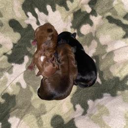 Yorkshire Terrier Female Puppy Available in Detroit, mi