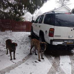 Mastiff for Stud Service - $500 in Greenville, pa