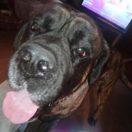 Mastiff Stud Service Available for $500 in Greenville, pa