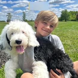 Sheepdoodle for Rehoming - 8 Months Old in Goodrich, mi