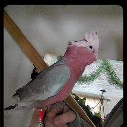 Rose Breasted Cockatoo Looking for a Loving Home in Apollo, pa