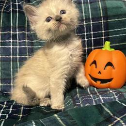Fluffy Blue Point Siamese Kitten Available Now in Wilmington, de