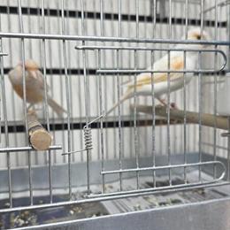 Canaries and European Goldfinches for Sale in Chicago, il