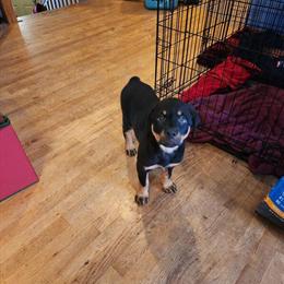 Female Puppy - 10 Weeks Old, Smart and Friendly in Isanti, mn