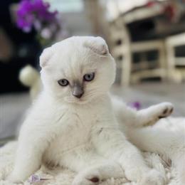 Scottish Fold Male Kitten Looking for a Loving Home in Charlottesville, va