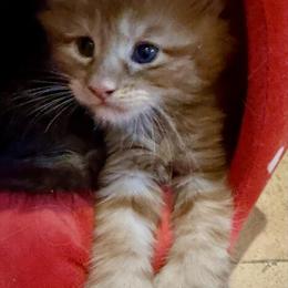 Maine Coon Kittens Available in Sarasota in Sarasota, fl