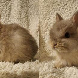 Netherland Dwarf Rabbits Available in Pittsburgh, pa