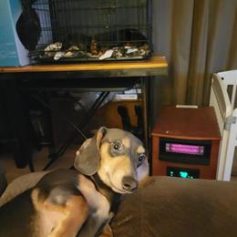Dachshund Male Bleu Boy - AKC Registered, Unique Silver and Tan Color in Bayboro, nc