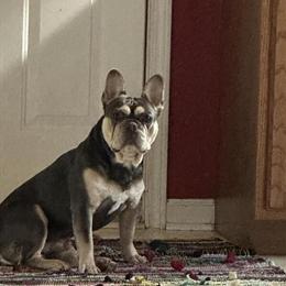 Male French Bulldog Available for Rehoming in Greenwood, in