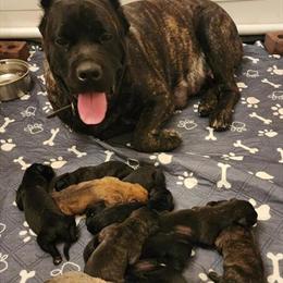 Cane Corso Puppies for Sale in Chicago, il