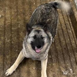 Norwegian Elkhounds Available for Adoption in Davenport, ia