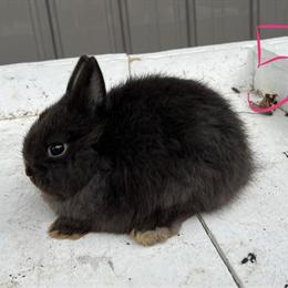 Pedigreed Netherland Dwarf Rabbits for Adoption in Davison, mi