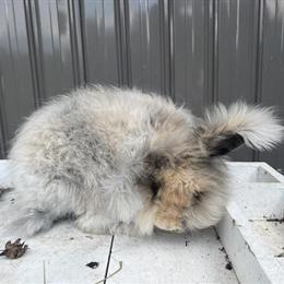 Pedigreed English Angora Rabbits for Sale in Davison, mi
