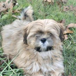 AKC Lhasa Apso Puppies Available in Roanoke, va