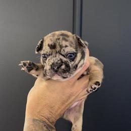 French Bulldog Puppies Ready for New Homes After New Year in Grand Rapids, mi