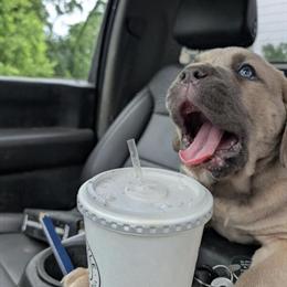 Cane Corso puppies available for deposit starting June 25th in Blanchester, oh