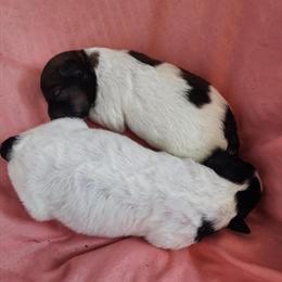 Pomapoo Puppies Ready for New Homes in Winter Garden, fl