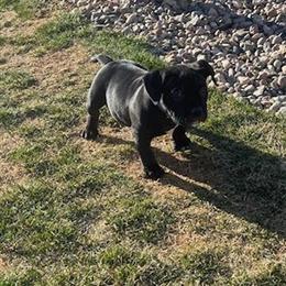American Bully Puppy for Sale in Greeley, co