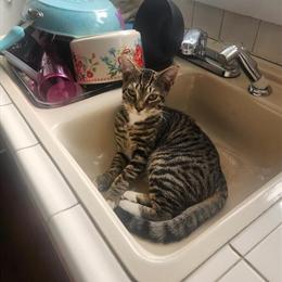 Playful Male Tabby Kitten, 5 Months Old, Needs New Home ASAP in Port Huron, mi