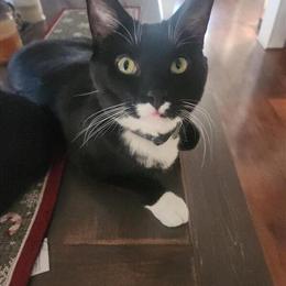 1 Year Old Male Tuxedo Cat Looking for a New Home in Port Huron, mi