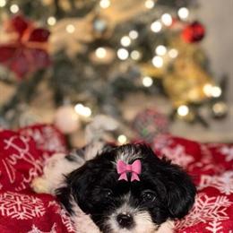 Beautiful Puppies Available in Matthews, nc