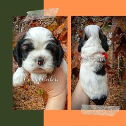 AKC Registered Cocker Spaniels for Sale in Pontotoc, ms
