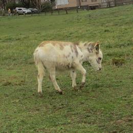 Miniature Donkeys - 6 Months Old and Playful in Newark, oh