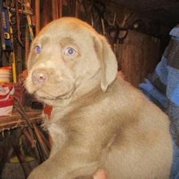Labrador Retriever Puppies - AKC Silver & Charcoal Available in Newark, oh