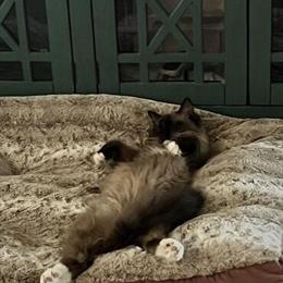 Ragdoll Kittens Available - Mitted Seal Point and More in Lancaster, pa