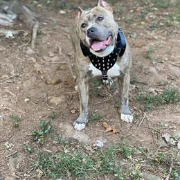 Brindle Adult Dog Seeking Family Home in Charlotte, nc