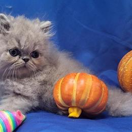 Lilac Persian Boy Available in Raeford, nc