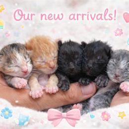 Maine Coon Kittens Available in Washington, dc