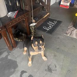 Male Pocket Bully Available for Free in Richmond, va