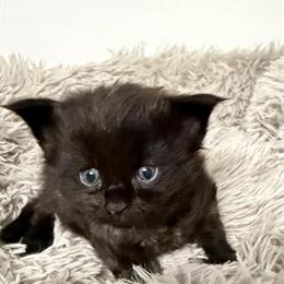 Maine Coon Kittens Available from Royalty Kitten Kattery in Washington, dc