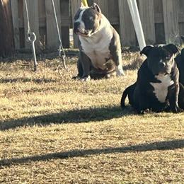Pocket Bully Puppies Available in Augusta, ga