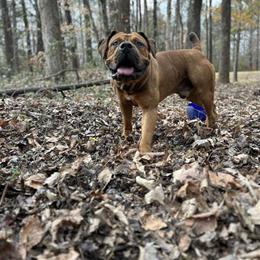 Boerboel Stud Service Available in Raleigh, nc