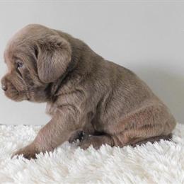 Full English Silver Labrador Retriever for Adoption in Crystal, mi