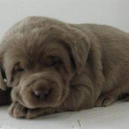 Proven Male Silver Labrador Available for New Home in Crystal, mi