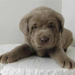 Proven English Silver Labrador Stud Available in Crystal, mi