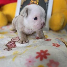English Bulldog Puppies AKC Registered Looking for Forever Homes in Detroit, mi