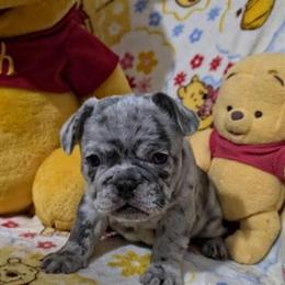 French Bulldog Puppies Available in Detroit, mi