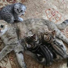 Scottish Straight Kittens for Sale - Available Now in Philadelphia, pa