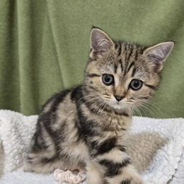 Scottish Straight Kittens Available Now in Philadelphia, pa