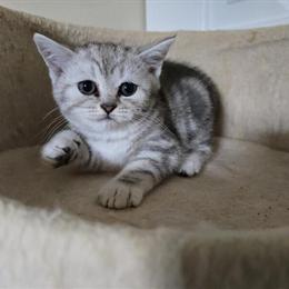 Scottish Fold Male Kitten with Straight Ears for Sale in Philadelphia, pa