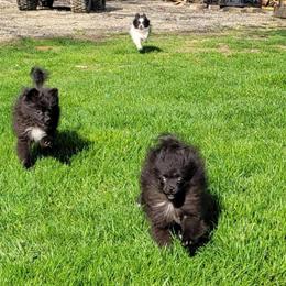 Pomeranians for Adoption: 1 Male and 1 Female in Akron, oh
