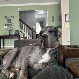 Great Dane Male, 3 Years Old, Blue Merle, House Trained in Mount Jackson, va