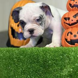 Exotic Bully Puppies Ready for New Homes in Detroit, mi