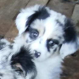 Mini Australian Shepherd Puppies Available in Lehigh Acres, fl