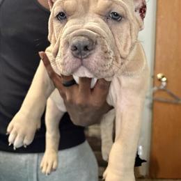 Blue Fawn Male Bulldog Pup in Mayodan, nc